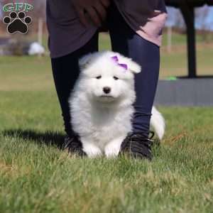 Sara, Samoyed Puppy